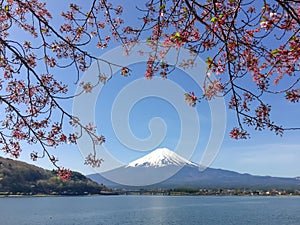 Mountain Fuji with cherry blossom in Kawaguchiko lake on a sunny day and clear sky