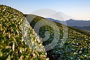 Mountain Fuji and Green tea fields