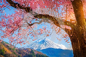 Mountain Fuji Kawaguchi Lake Sakura cherry blossom Japan spring season