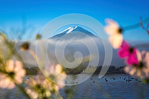 Mountain Fuji and Kawaguchiko lake with morning mist in autumn s