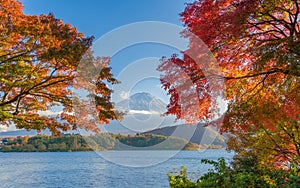 Mountain Fuji with red maple leaves or fall foliage in colorful autumn season near Fujikawaguchiko, Yamanashi. Five lakes. Trees