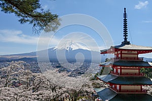 Mountain Fuji and sakura blossom in spring