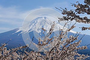 Mountain Fuji and sakura blossom in spring