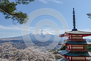 Mountain Fuji and sakura blossom in spring