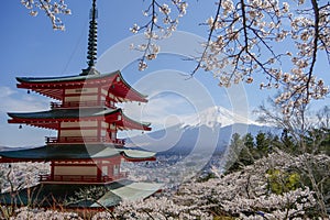 Mountain Fuji and sakura blossom in spring