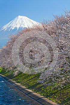 Mountain Fuji and sakura cherry blossom