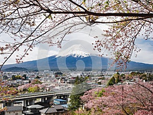 Mountain Fuji Sakura cherry blossom city view Japan spring season