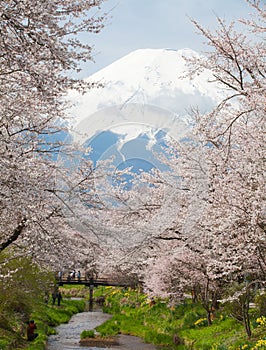 Mountain Fuji and sakura cherry blossom in Japan spring season
