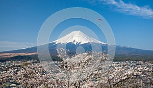 Mountain Fuji and sakura cherry blossom in Japan spring season