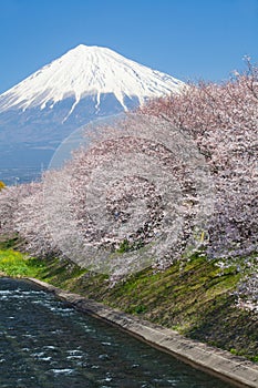 Mountain Fuji and sakura cherry blossom in Japan spring season