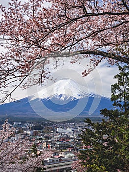 Mountain Fuji Sakura tree cherry blossom city view Japan spring season