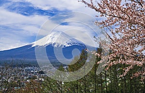 Mountain Fuji Sakura tree cherry blossom spring season Japan tourism