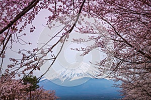 Mountain Fuji in spring ,Cherry blossom Sakura