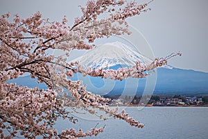 Mountain Fuji in spring ,Cherry blossom Sakura