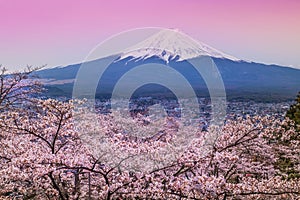 Mountain Fuji in spring ,Cherry blossom Sakura