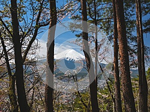 Mountain Fuji view from forest Sakura tree cherry blossom Japan spring season