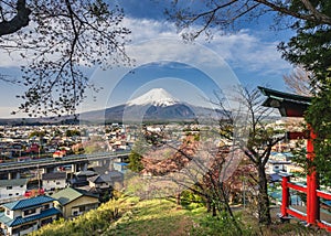 Mountain Fuji view from temple Sakura cherry blossom Japan spring season