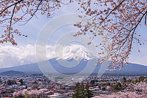 Mountain Fujiyama, a remarkable land mark of Japan in a cloudy day with cherry blossom or Sakura in the frame. The picture of