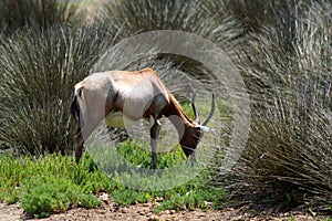 The mountain gazelle is a species of gazelle widely but unevenly distributed in Israel, Lebanon, the Golan Heights, Iran and Turke