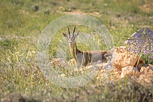 mountain gazelle stands against a blurred background .the Deer Valley Nature Reserve, Jerusalem.