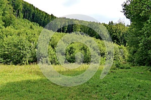 Mountain glade against the background of green bushes and tall lush trees