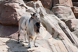 Mountain gnarled goat. The markhor, also known as the horn goat. Adult male of Capra falconeri, against a natural rocky terr