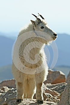 Mountain Goat