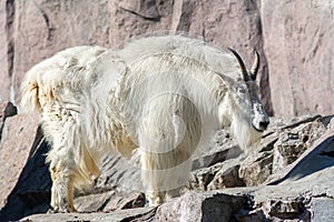 Mountain goat