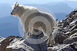 Mountain Goat photo