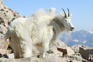 Mountain Goat