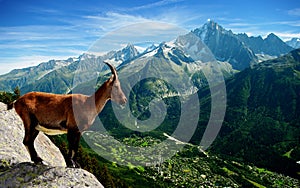 Mountain Goat