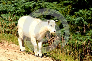 Mountain goat