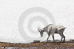 Mountain Goat