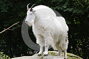 Mountain Goat