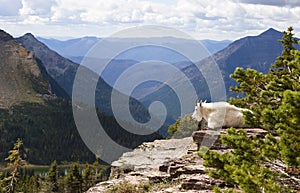 Mountain Goat photo