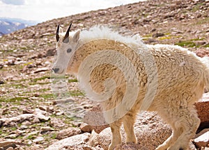 Mountain goat