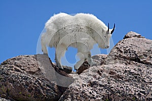 Mountain Goat Against a Clear Blue Sky