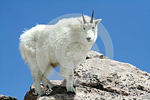 Mountain Goat Against a Clear Blue Sky