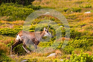 Mountain goat alias Rupicapra Rupicapra Tatrica in High Tatras, Slovakia
