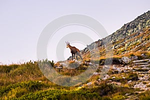 Horská koza alias Rupicapra Rupicapra Tatrica ve Vysokých Tatrách na Slovensku