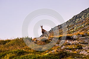 Horská koza alias Rupicapra Rupicapra Tatrica vo Vysokých Tatrách, Slovensko