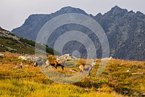 Horská koza alias Rupicapra Rupicapra Tatrica vo Vysokých Tatrách na Slovensku. Cestou na známy vrch Kriváň s výškou 2494 m
