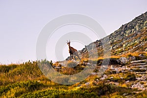 Horská koza alias Rupicapra Rupicapra Tatrica vo Vysokých Tatrách, Slovensko