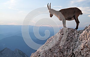 Mountain goat - Alpine Ibex