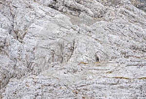 Mountain goat alpine ibex Slovenia