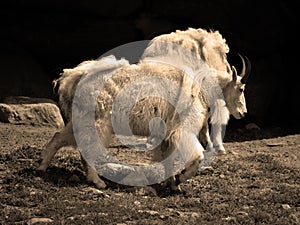 Mountain goat also known as the Rocky Mountain goat,