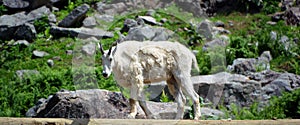 Mountain goat also known as the Rocky Mountain goat,