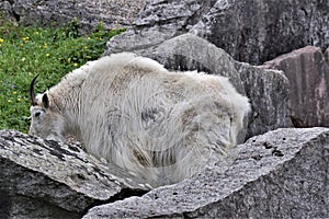 The mountain goat, also known as the Rocky Mountain goat partly obscured by rocks in Wilhelma Zoo - Stuttgart, Germany