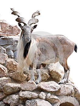 Mountain goat the animal
