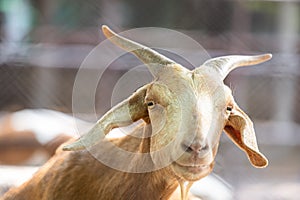 A mountain goat - Animal portrait